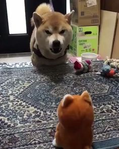 shibe